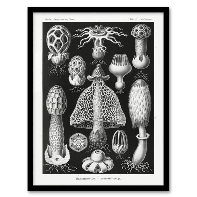 "Basidiomycetes Fungi Species Vintage Haeckel Framed Wall Art Print 12X16"""
