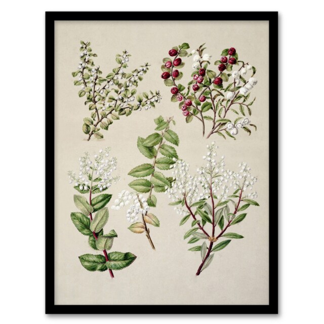 "New Zealand Gaultheria Flowering Plant Featon Framed Wall Art Print 12X16"""