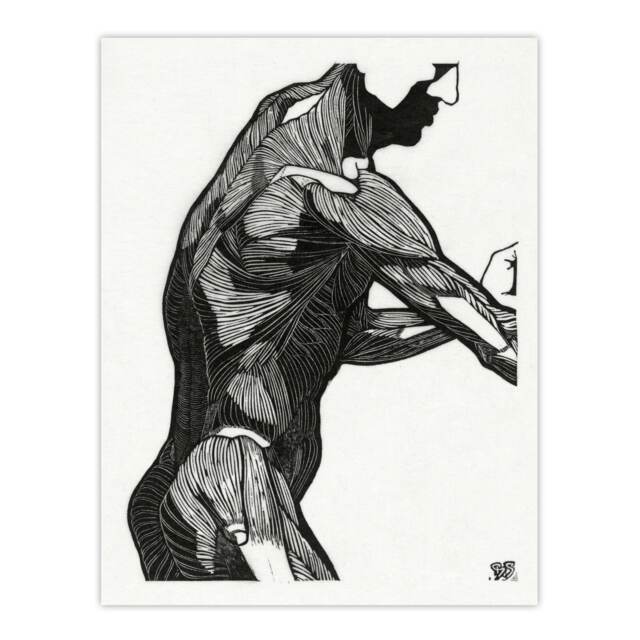 "Anatomical study of mans lateral muscles Stolk Huge Wall Art Poster Print 24X32"""