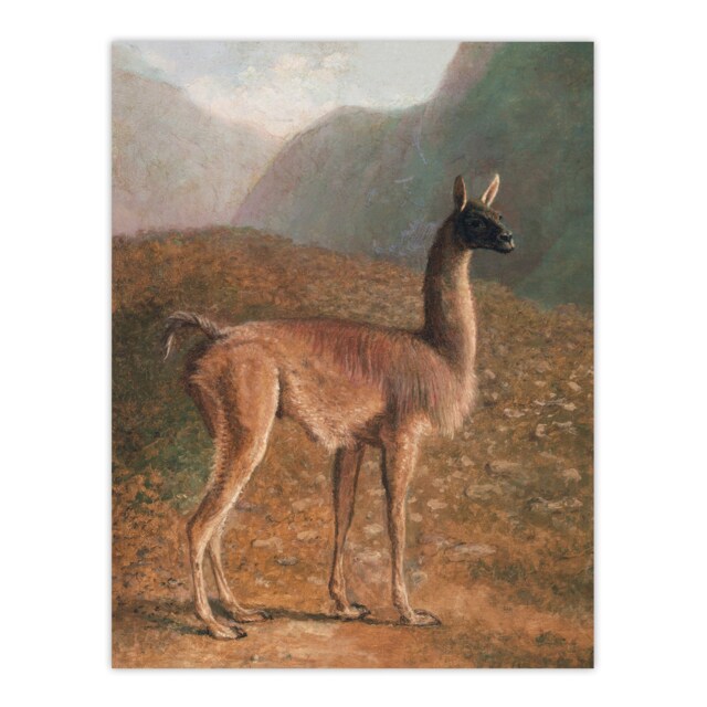 Guanaco Llama in Mountain Landscape Agasse Huge Wall Art Poster Print