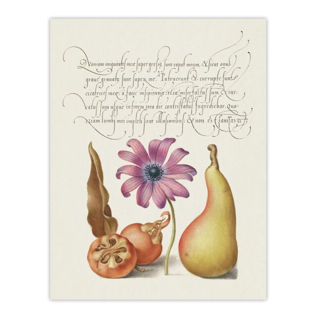 Medlar Poppy Anemone and Pear Calligraphy Huge Wall Art Print 18X24 In