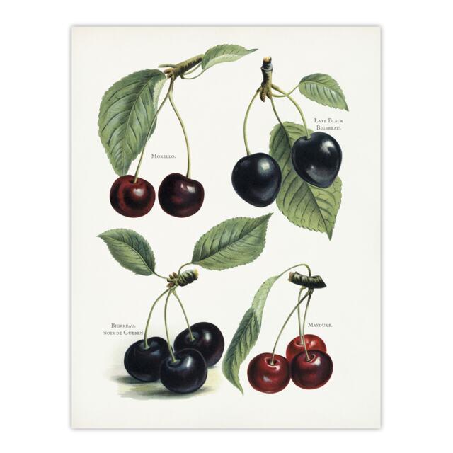 "Vintage Illustration of Cherry Varieties Wright Wall Art Poster Print 24X32"""