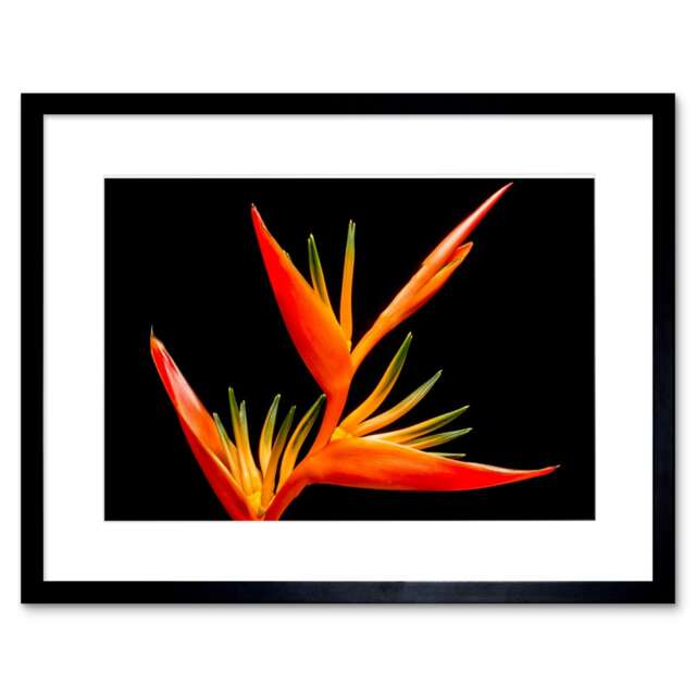 "Bird of Paradise Flower Bloom Nature Macro Photography 9x7"" Black Framed Wall Art Print"