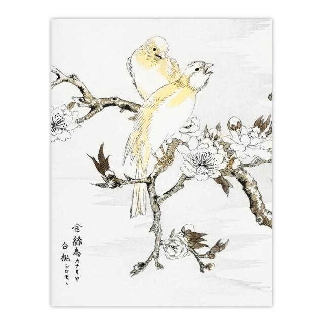 "Canary Peach Tree Flowers Vintage Japan Wall Art Print Kashu 18x24"""