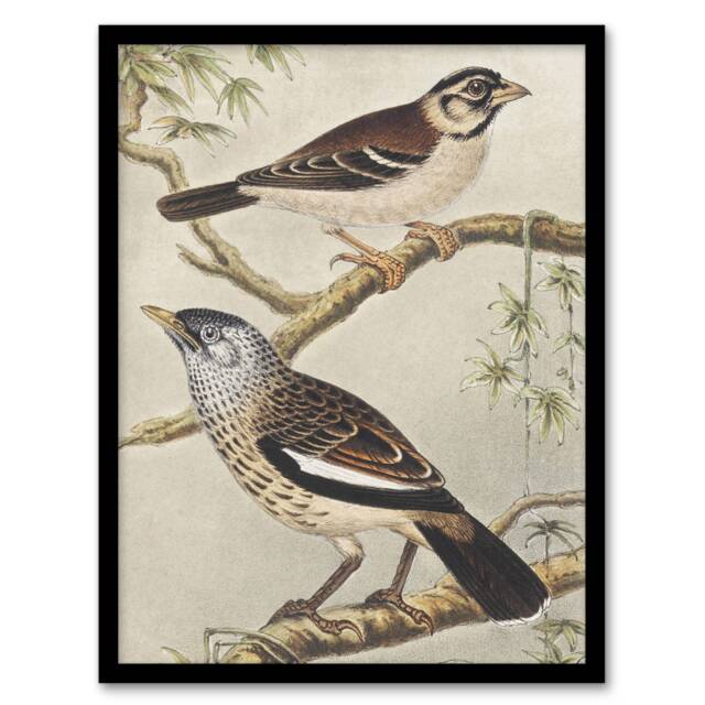 "Two Birds on Tree Branches Vintage Framed Wall Art Print van Hoytema 12x16"""