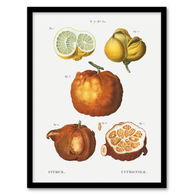 "Citrus Fruit Illustration Redoute Vintage Framed Wall Art Print 12X16"""