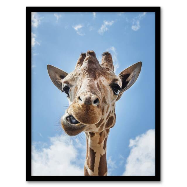 Carol M Highsmith Funny Up Close Look At A Giraffe Framed Wall Art Print A3