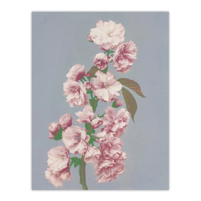 "Cherry Blossom Flower Bloom Vintage Japan Wall Art Print 24x32"""