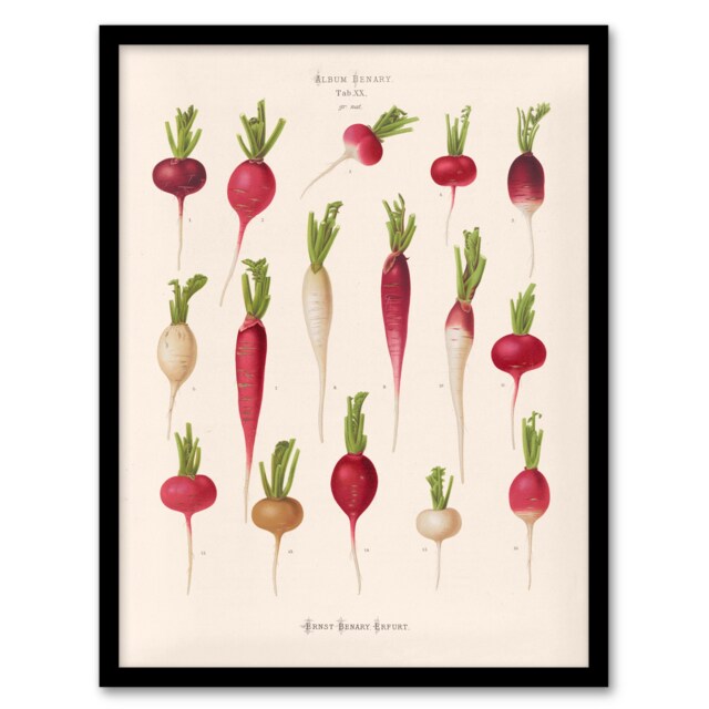 Ernst Benary Radish Root Varieties Vintage Botanical Framed Wall Art Print A3