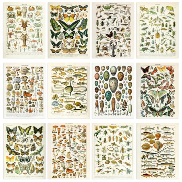 Pack of 12 Vintage Millot Mushrooms Fungi Insects Butterflies Beetles Wall Art Print A4