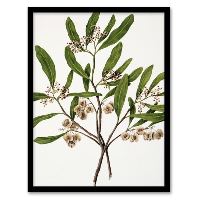 "New Zealand Akeake Hopbush Flowering Plant Featon Framed Wall Art Print 12X16"""