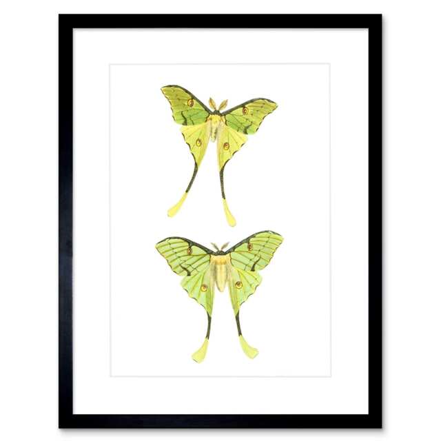 "Two Moon Luna Moths Green Butterflies Insects 9x7"" Black Framed Wall Art Print"