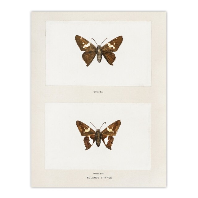"Silver Spotted Skipper Butterfly Denton Huge Wall Art Poster Print 24X32"""