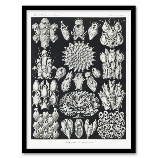 Ernst Haeckel Framed Wall Art Print Bryozoa Aquatic invertebrates Home Décor