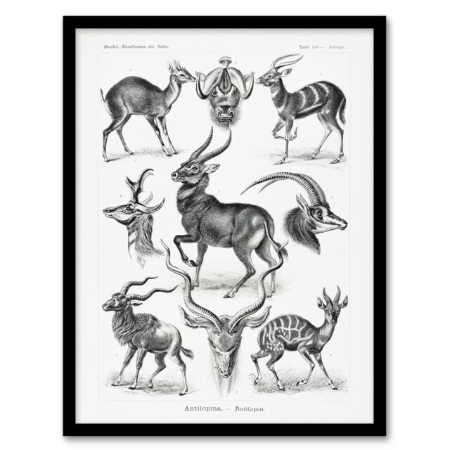 "Antelope Savanna Africa Haeckel Botanical Framed Wall Art Print 12X16"""