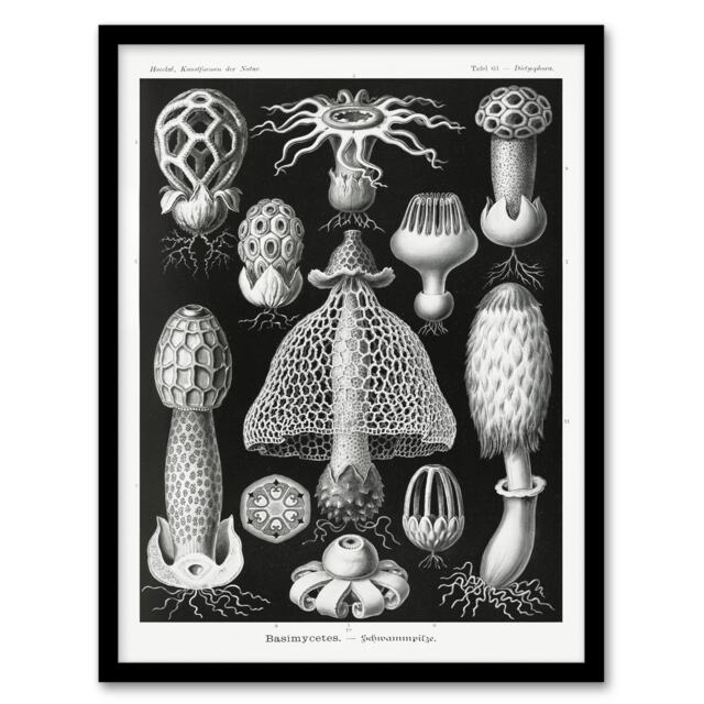 Ernst Haeckel Framed Wall Art Print Basimycetes Fungi Species Vintage Home Décor