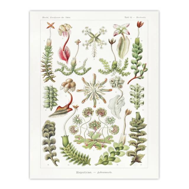 Hepatica Plant Vintage Floral Haeckel Botanical Huge Wall Art Print 18X24 In