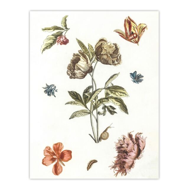 Flowers Snail and a Caterpillar Johan Teyler Wall Art Poster Print