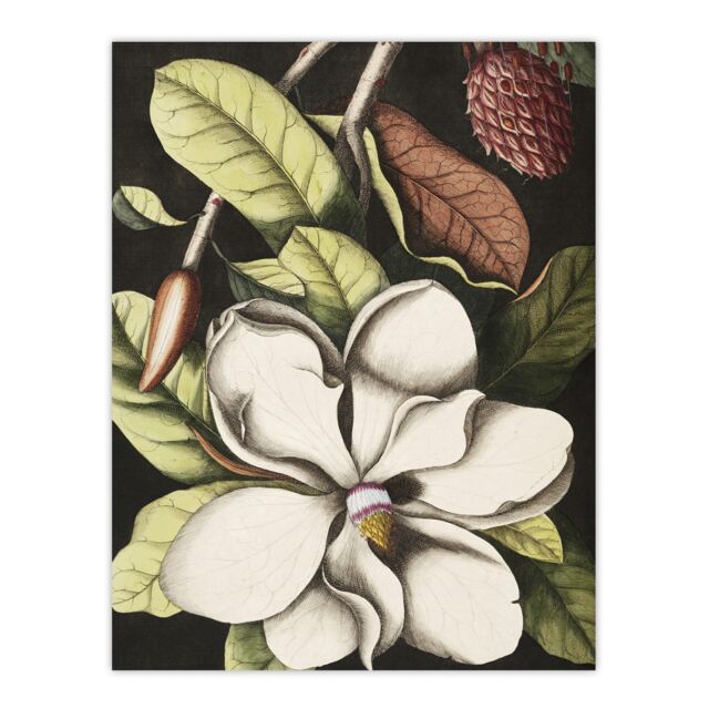 Laurel Tree Magnolia Altissima Flower Catesby Huge Wall Art Poster Print