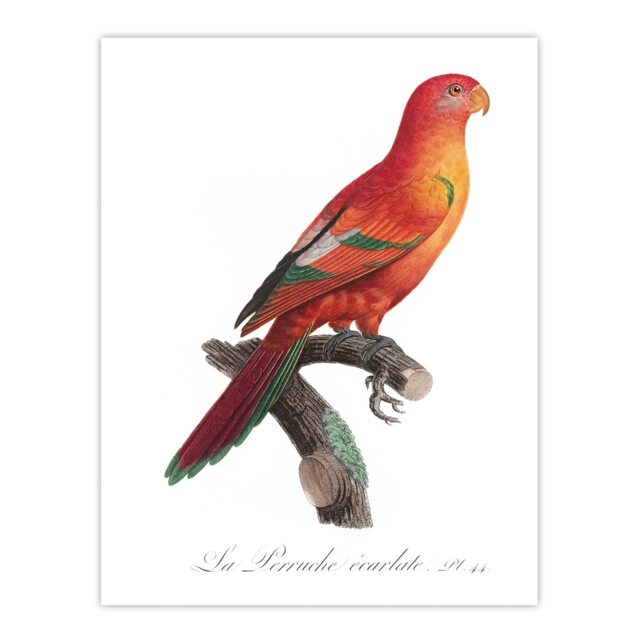 The Crimson Shining Parrot Levaillant Huge Wall Art Print 18X24 In