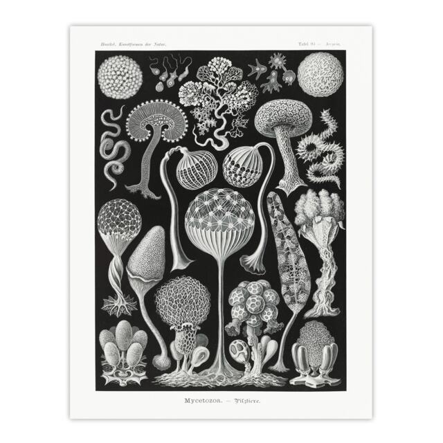 "Intricate Slime Molds Haeckel Botanical Huge Wall Art Poster Print 24X32"""
