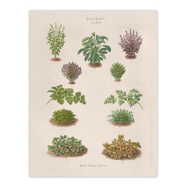 "Botanical Bushes Varieties Ernst Benary Huge Wall Art Poster Print 24X32"""