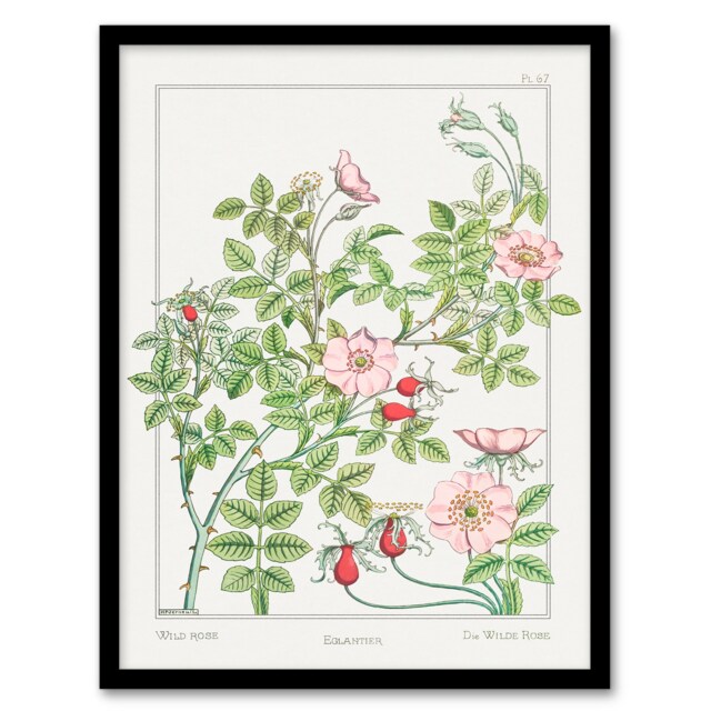 Maurice Pillard Verneuil Framed Wall Art Print Wild Rose Flower Home Décor