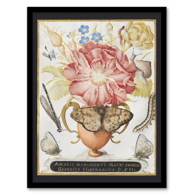"Flowers Snail Insects and Butterflies Hoefnagel Framed Wall Art Print 12X16"""