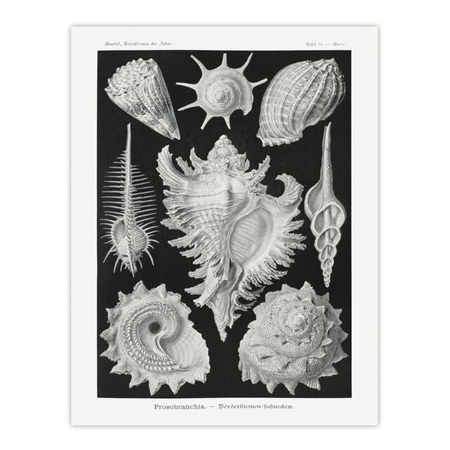 "Sea Snail Shells Vintage Haeckel Botanical Wall Art Poster Print 12X16"""