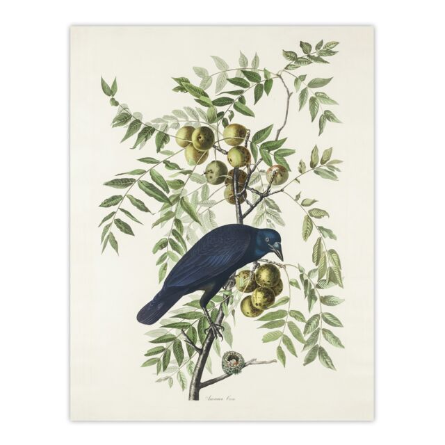 "American Crow on Walnut Tree Audubon Nature Wall Art Poster Print 12X16"""