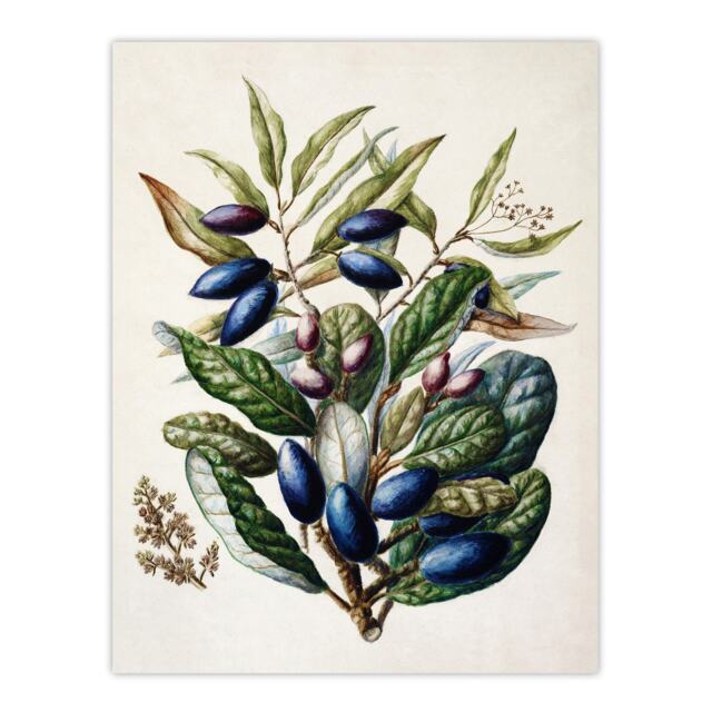 "New Zealand Taraire Fruit Branch Featon Wall Art Poster Print 12X16"""