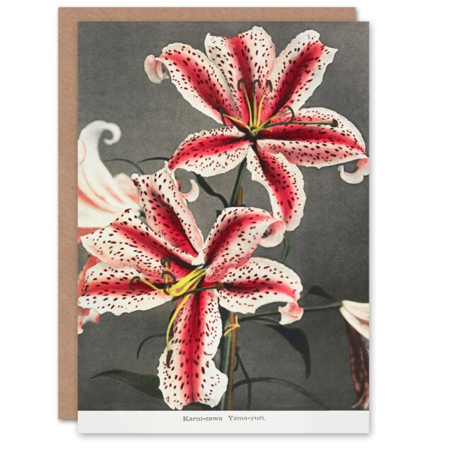 Ogawa Kazumasa Japanese Art Card Pink Spotted Lily Flower Blooms