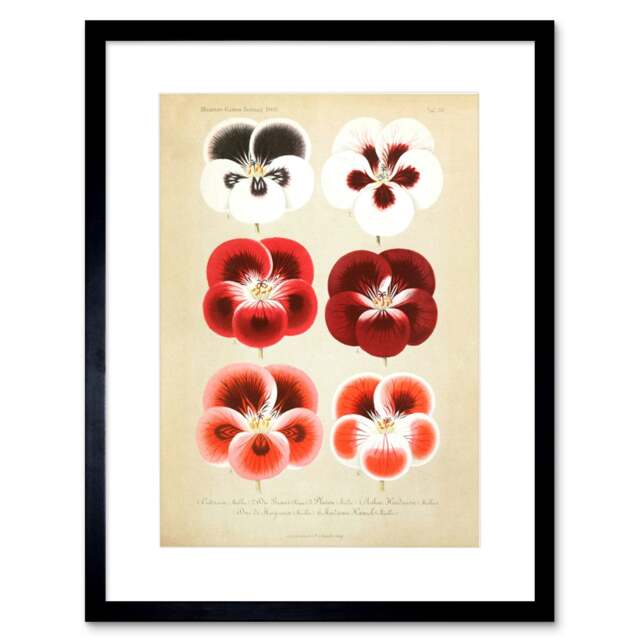 "Vintage Botanical Flower Plant Lover Botany Pansies 9x7"" Black Framed Wall Art Print"