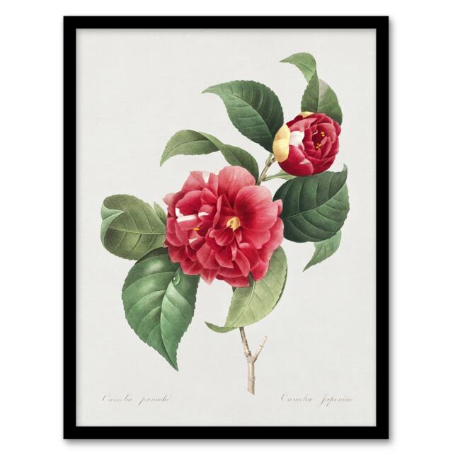 "Camelia Floral Illustration Redoute Vintage Framed Wall Art Print 12X16"""