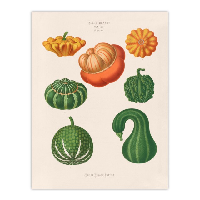 Ornamental Gourds Kitchen Decor Ernst Benary Huge Wall Art Print 18X24 In