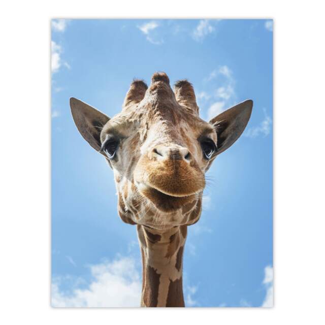 Up close look at a giraffe Carol M Highsmith Huge Wall Art Print 18X24 In