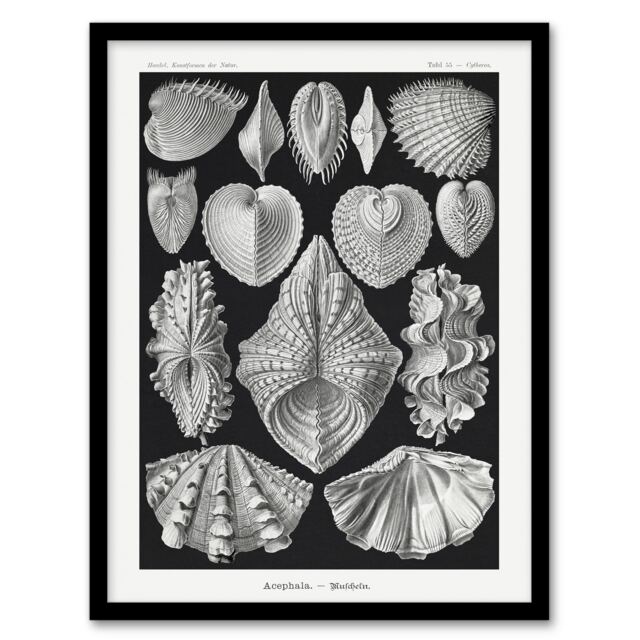 "Mollusks Clams Oysters Haeckel Botanical Framed Wall Art Print 12X16"""