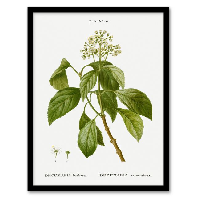 "Climbing Hydrangea Flowers Redoute Vintage Framed Wall Art Print 12X16"""