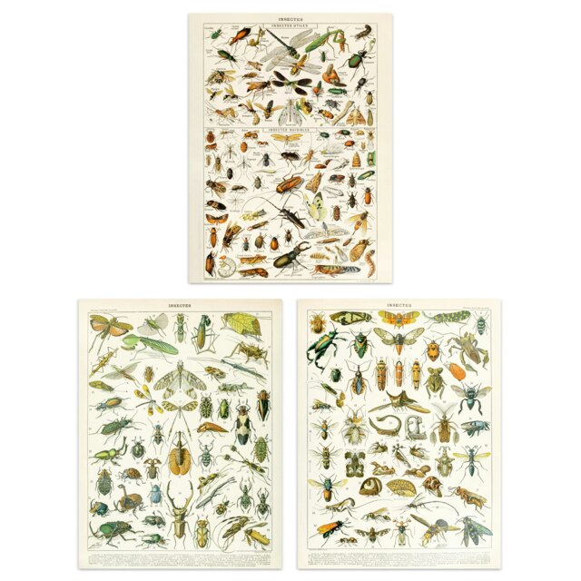 Set Of 3 Vintage Millot Insects Bugs Beetles Study Office Wall Art Prints 12x16 Inch
