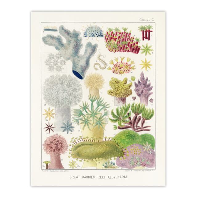 "Great Barrier Reef Alcyonaria Kent Huge Wall Art Poster Print 24X32"""
