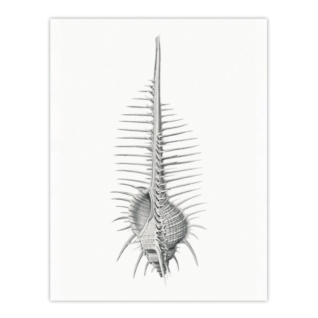 Murex Shell Seashell Drawing Haeckel Botanical Huge Wall Art Print 18X24 In