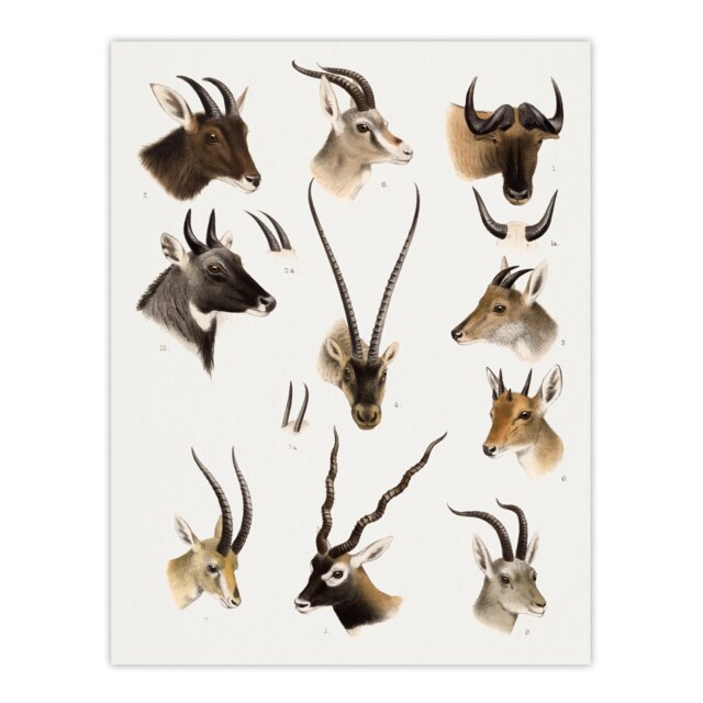Bovidae Animals Vintage Illustration Lydekker Huge Wall Art Print 18X24 In