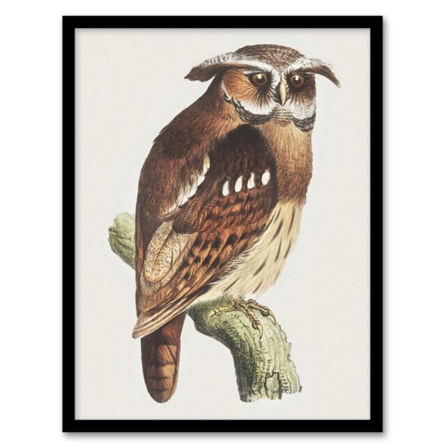 "Eagle Owl Perched on a Branch Vintage Framed Wall Art Print van Hoytema 12x16"""