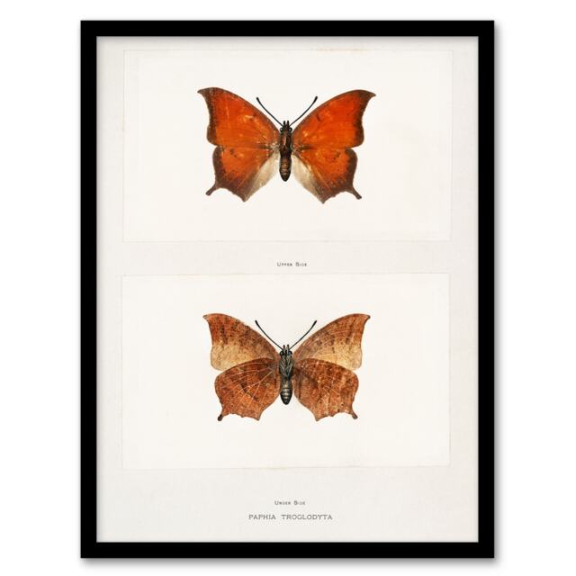 Sherman Denton Framed Wall Art Print Tropical Leafwing Butterfly Home Décor