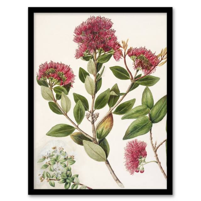 "New Zealand Rata Flowers Illustration Featon Framed Wall Art Print 12X16"""