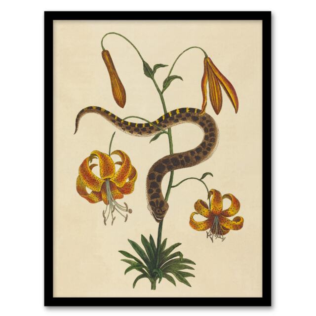 "Hog Nose Snake and Tiger Lily Mark Catesby Framed Wall Art Print 12X16"""