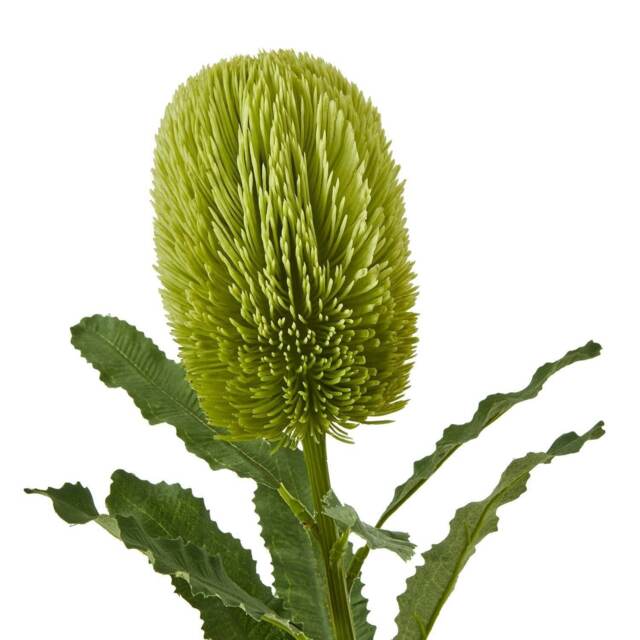 Hill Interiors Banksia Serrata Artificial Flower - Green - One Size