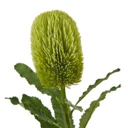 Hill Interiors Banksia Serrata Artificial Flower - Green - One Size