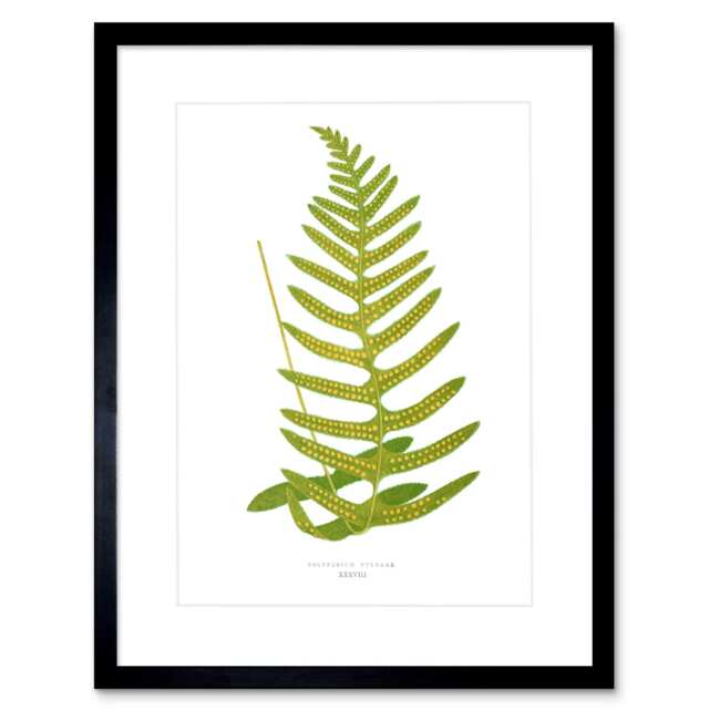 "Vintage Botanical Polypodium Vulgare Fern Leaf 9x7"" Black Framed Wall Art Print"