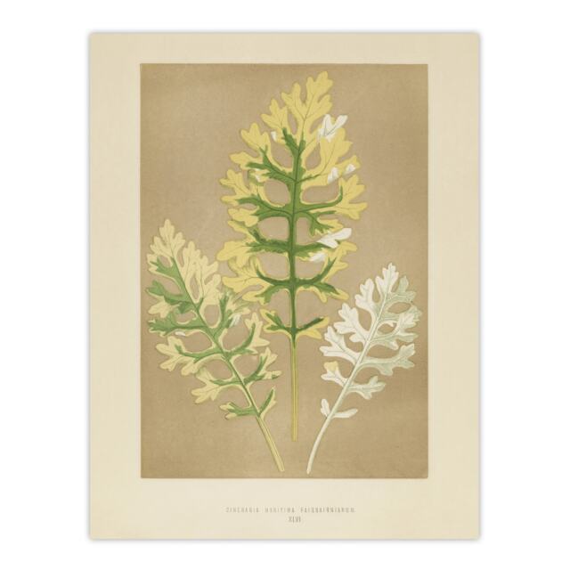 Vintage Botanical Dusty Miller Leaves Fawcett Wall Art Poster Print